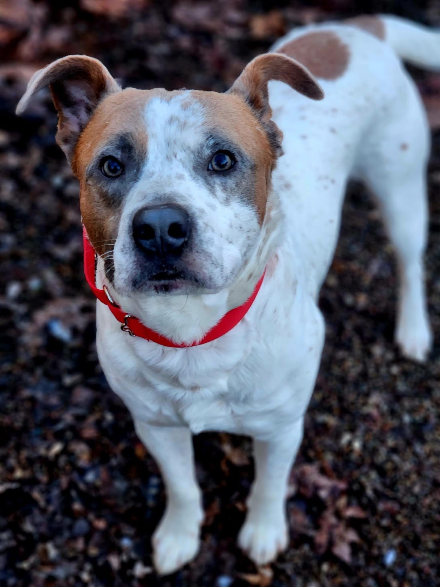 Enlarge Dale , a ADOPTABLE mixed breed in Youngstown, OH image 3/5