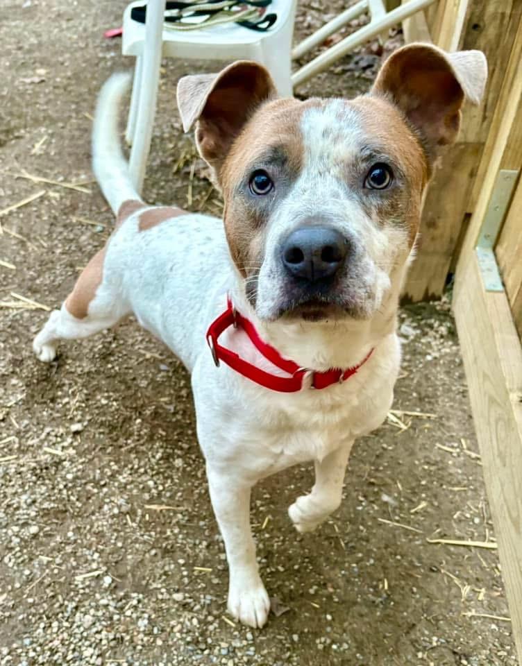 Enlarge Dale , a ADOPTABLE mixed breed in Youngstown, OH image 2/5