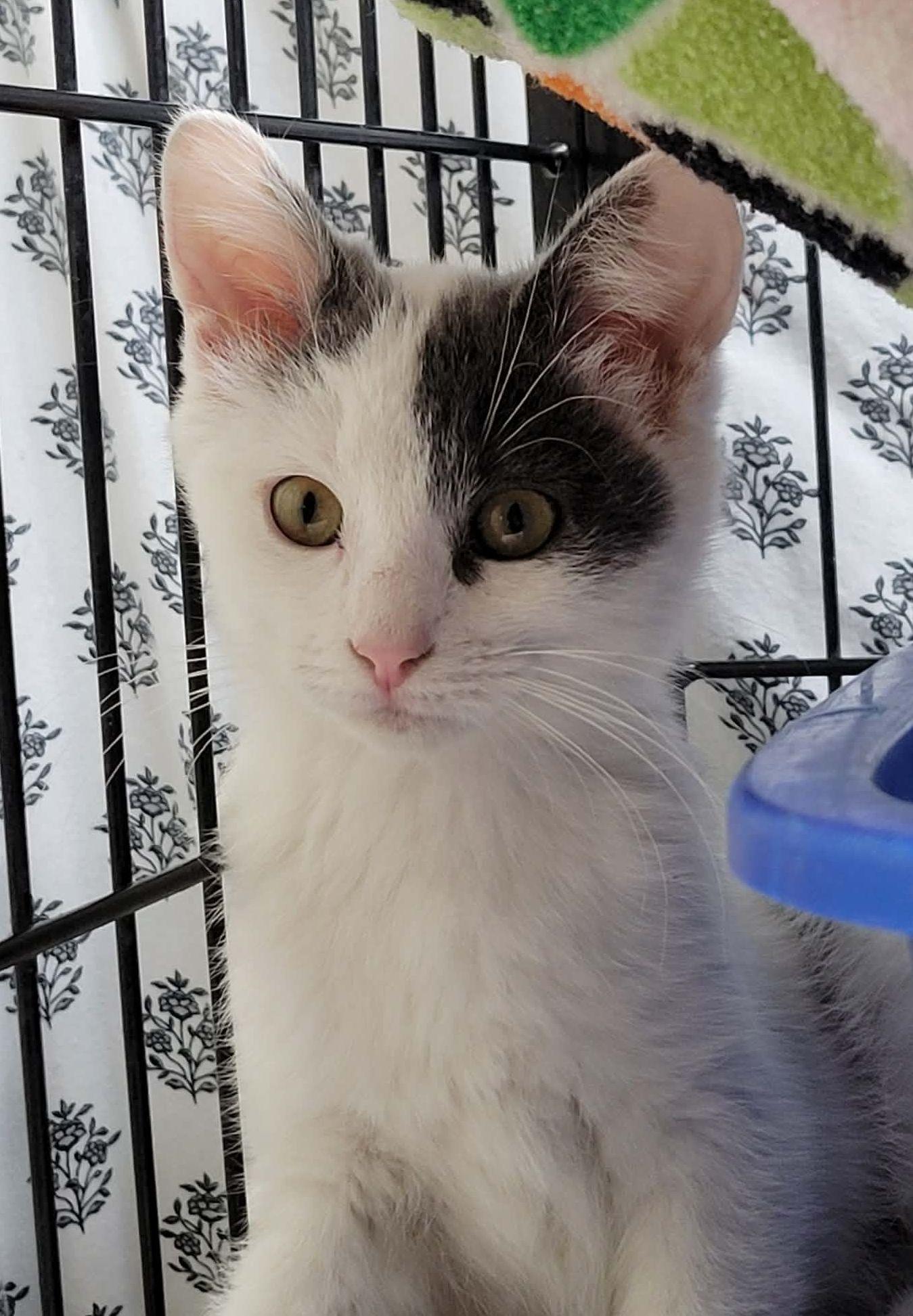 Airheads, ADOPTABLE, Kitten Female Domestic Short Hair.