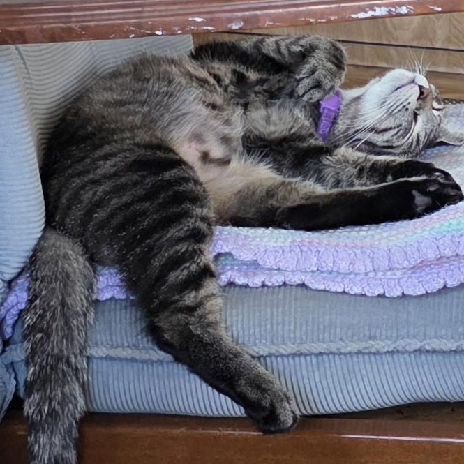 Marbles, Adoptable, Young Female Tabby.