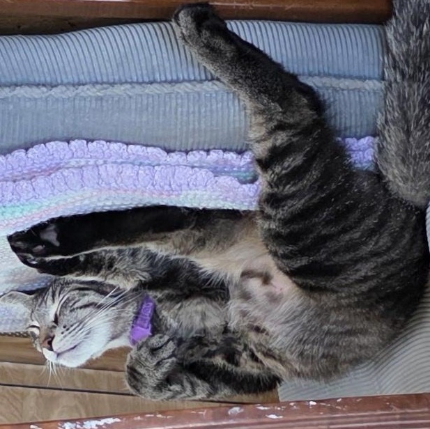 Marbles, a Adoptable Tabby in Newport, OR image 2/2