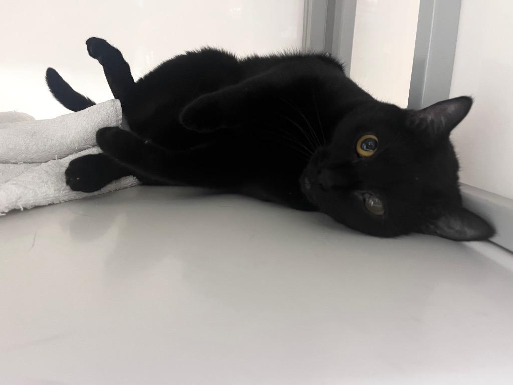 Enlarge Avocato, a Adoptable mixed breed in Raleigh, NC image 2/3