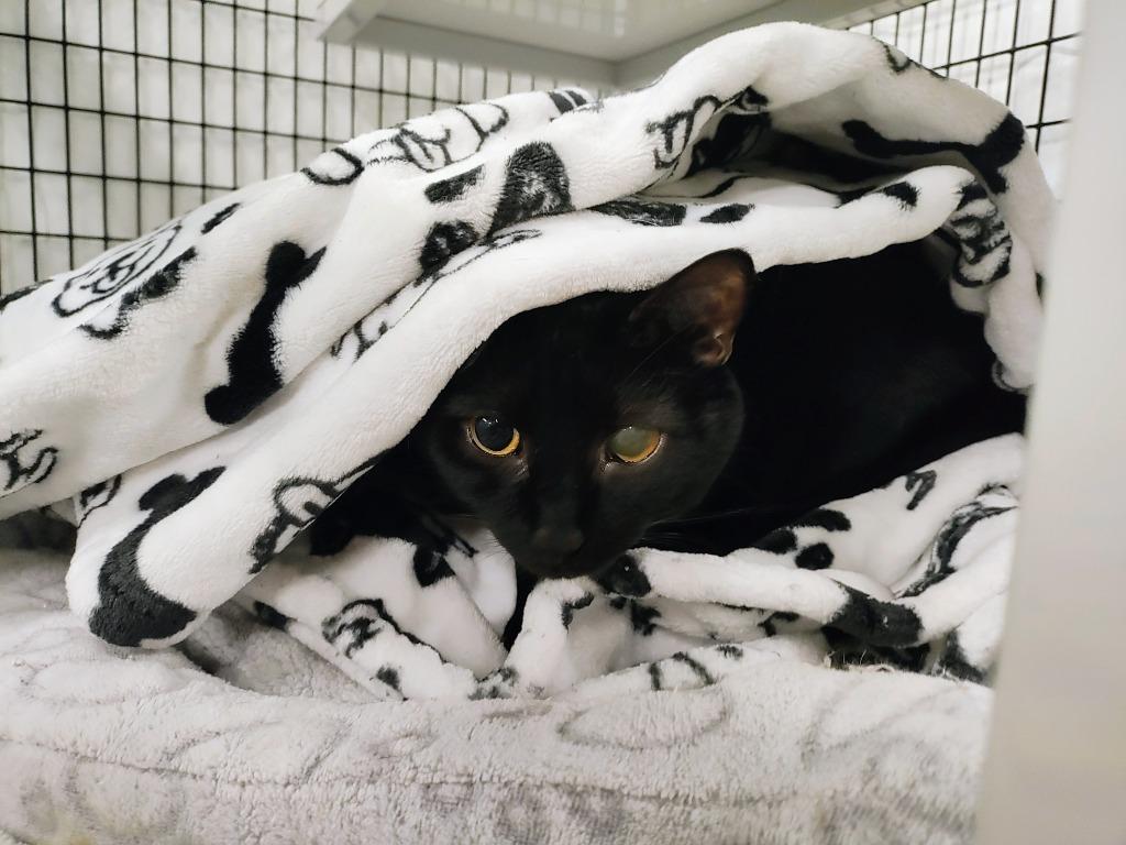 Enlarge Avocato, a Adoptable mixed breed in Raleigh, NC image 3/3