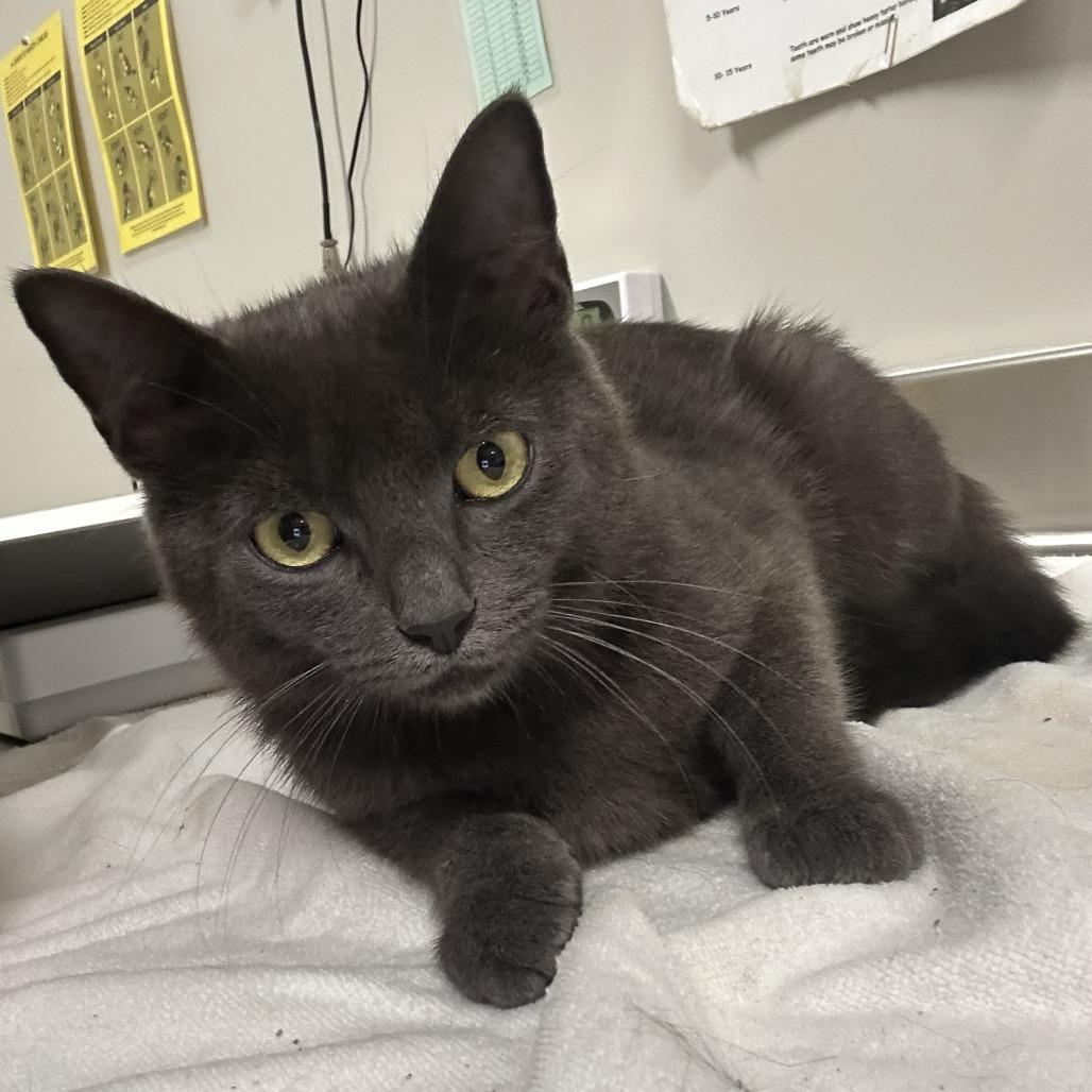 Grey, Adoptable, Young Female Domestic Short Hair.