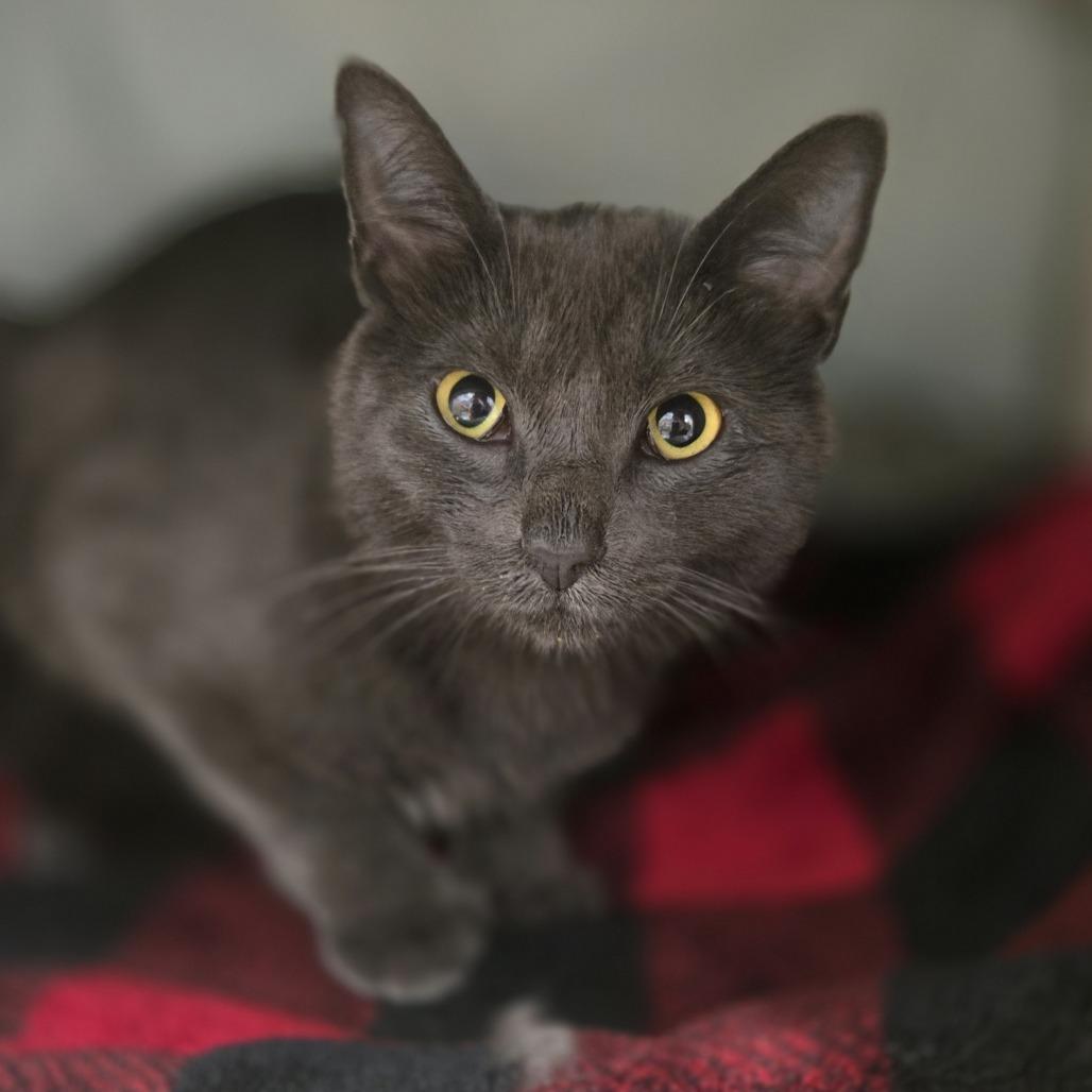 Enlarge Grey, a Adoptable Domestic Short Hair in Saint Cloud, MN image 2/2