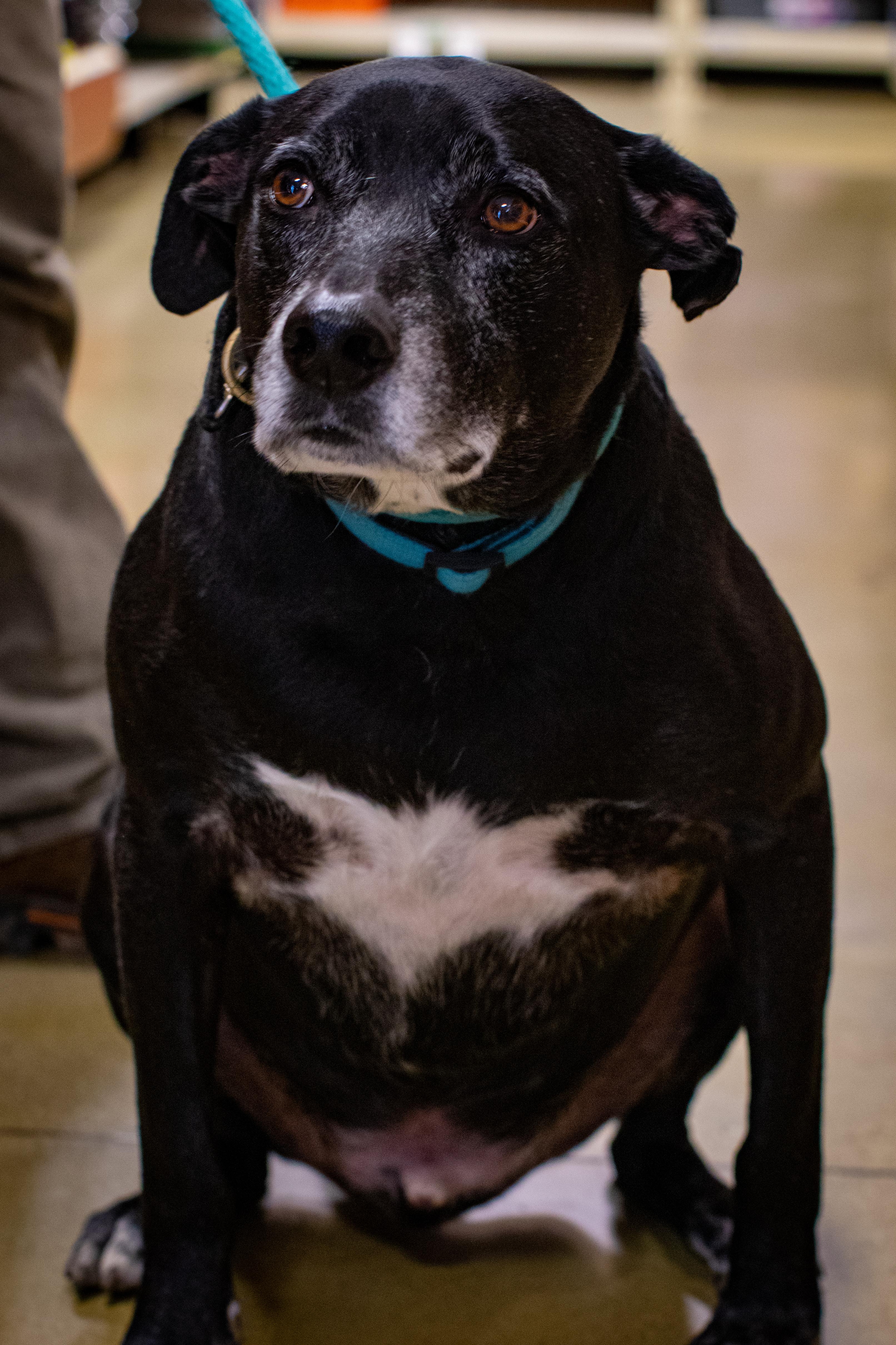 Enlarge Jack, a Adoptable mixed breed in Toledo, OH image 5/5