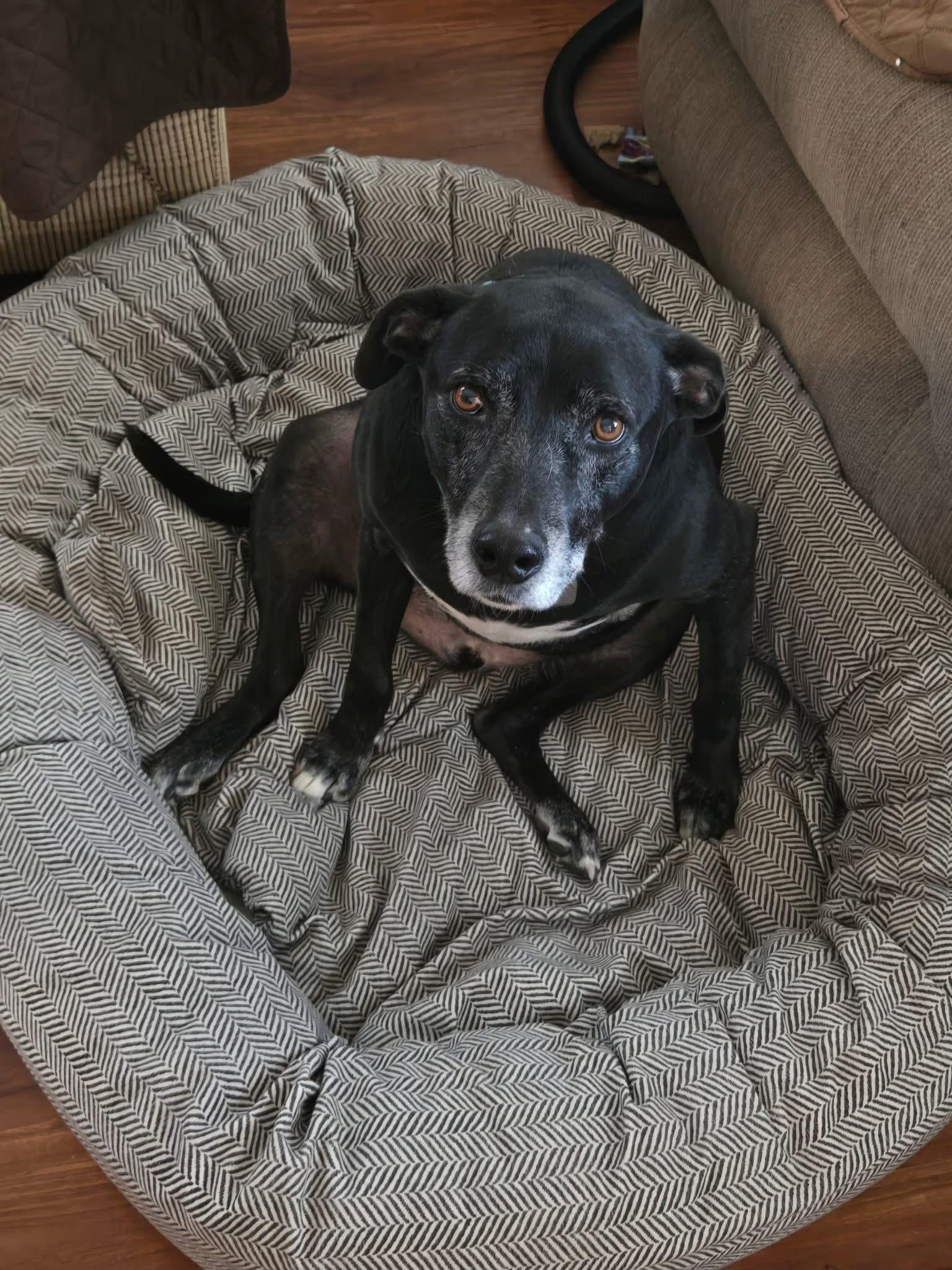 Enlarge Jack, a Adoptable mixed breed in Toledo, OH image 2/2