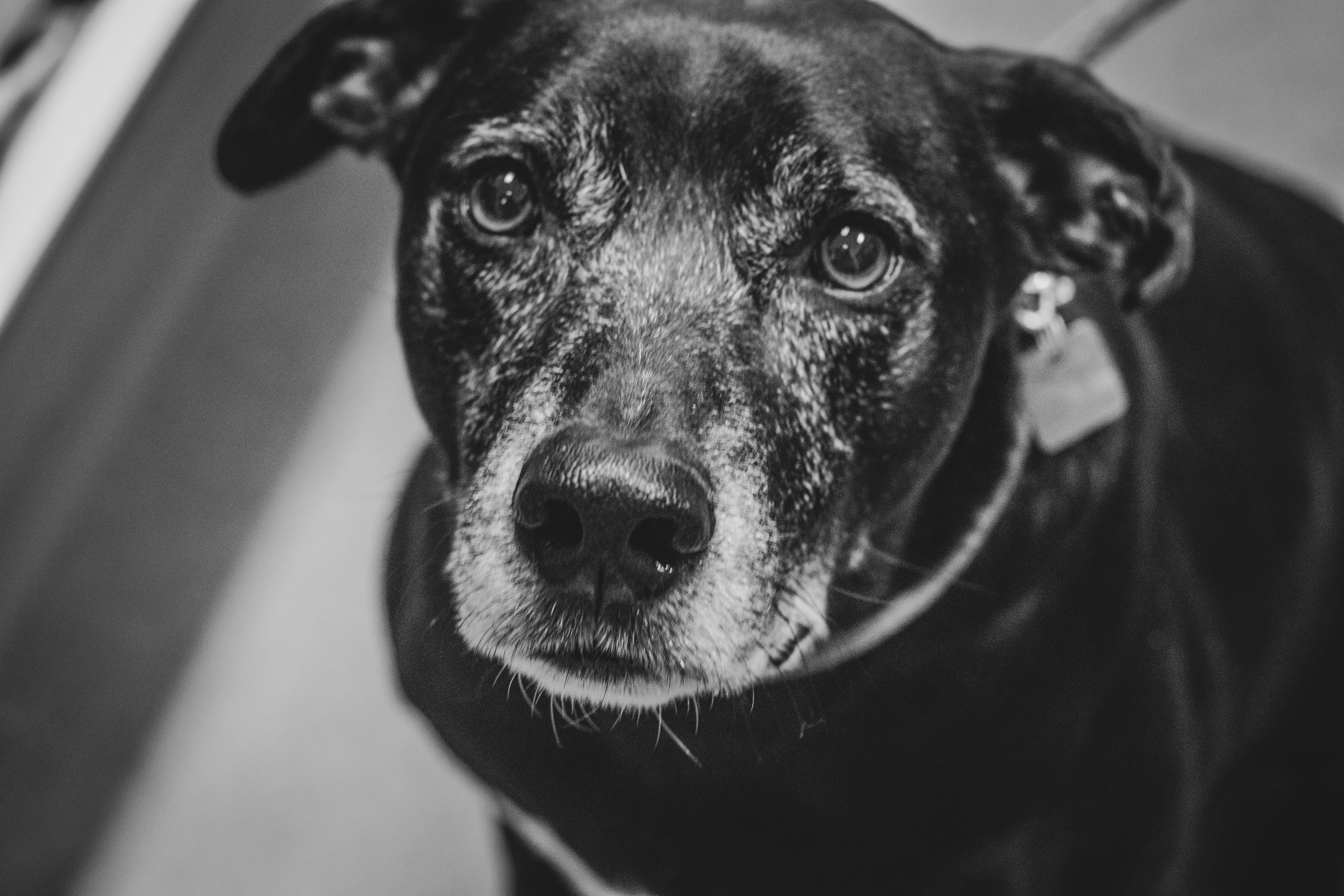 Enlarge Jack, a Adoptable mixed breed in Toledo, OH image 4/5