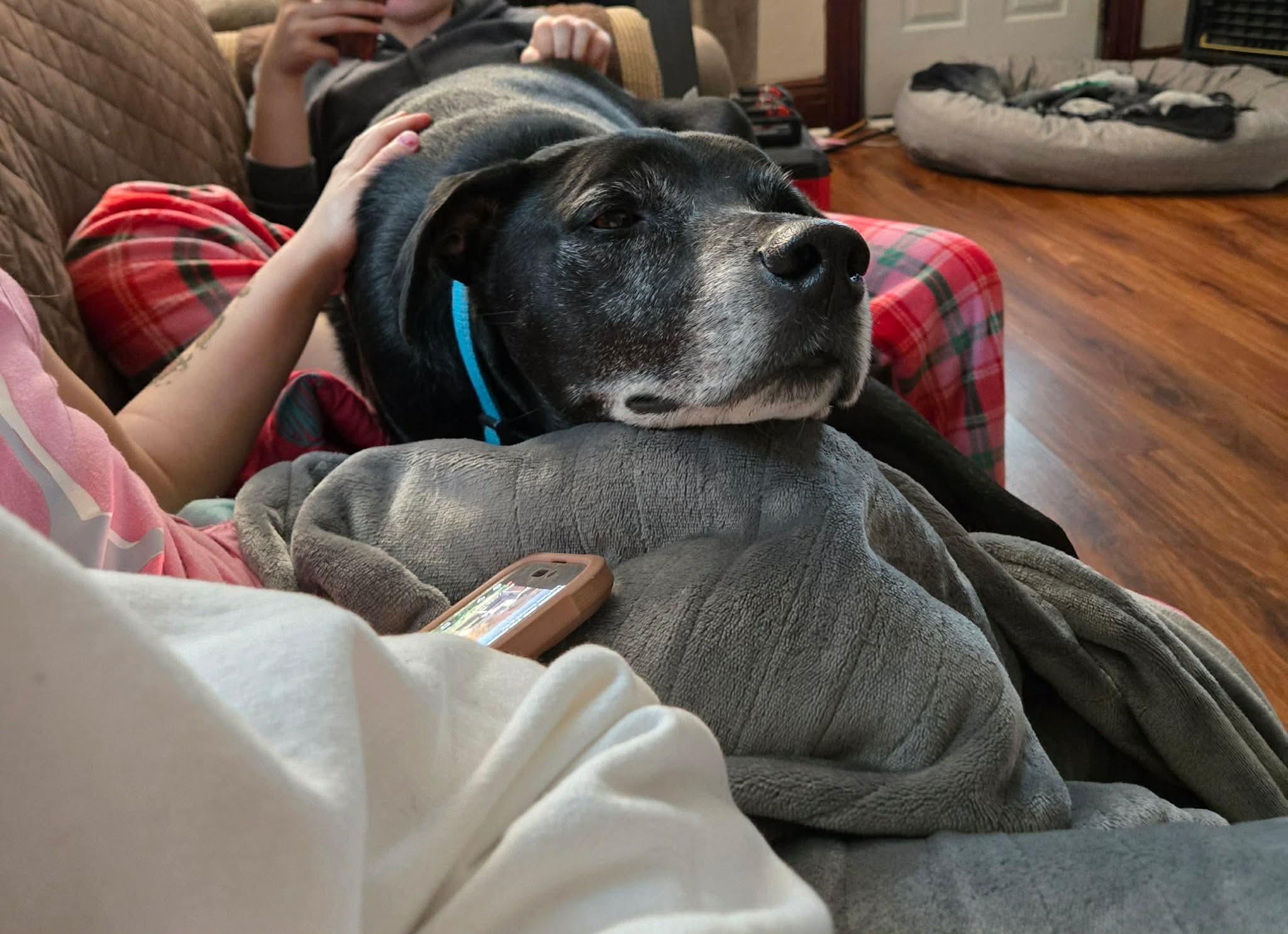 Enlarge Jack, a Adoptable mixed breed in Toledo, OH image 2/5