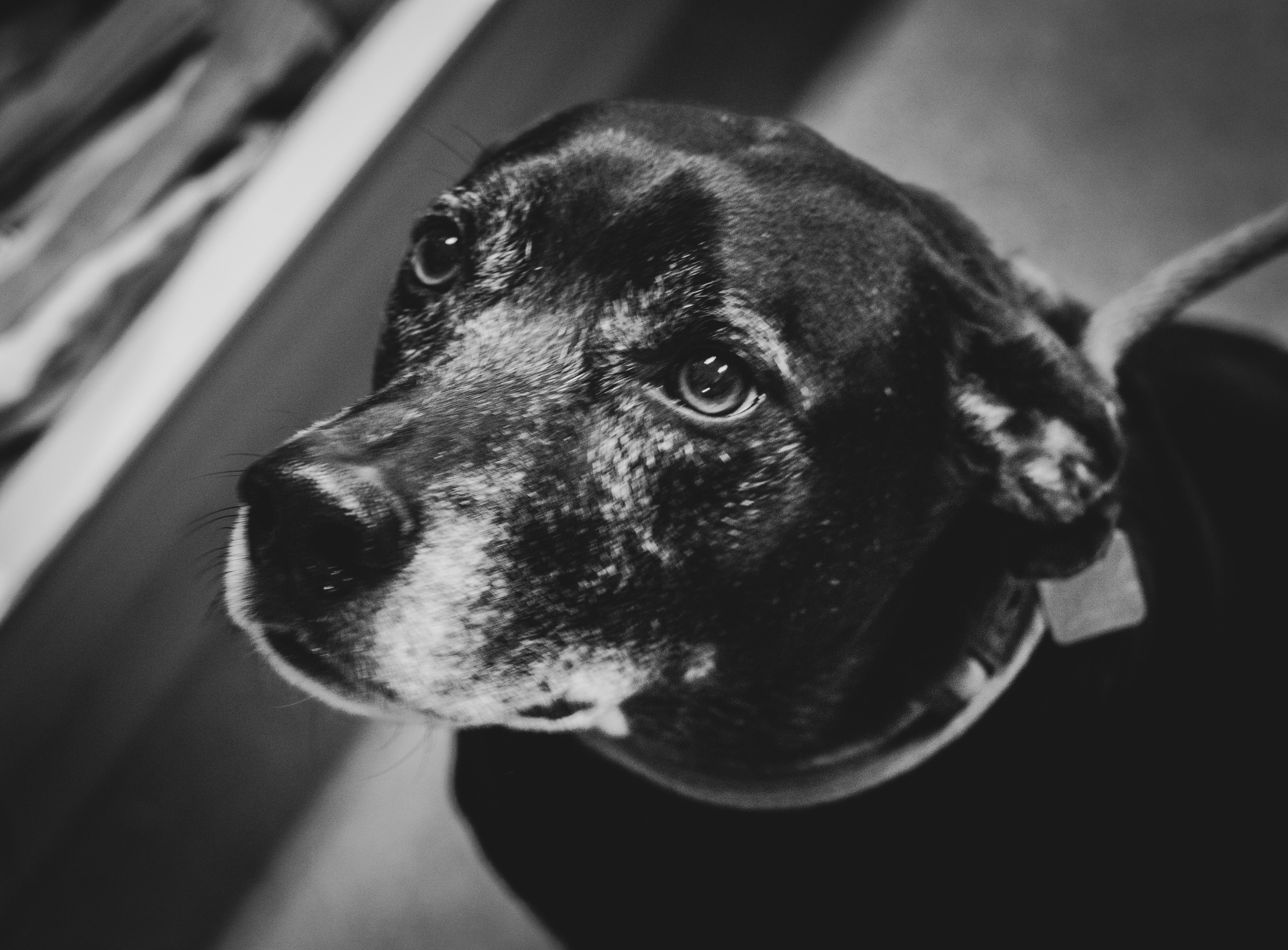 Jack, Adoptable, Senior Male Labrador Retriever.