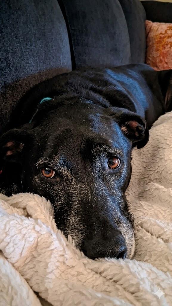 Enlarge Jack, an adoptable mixed breed in Toledo, OH image 2/5