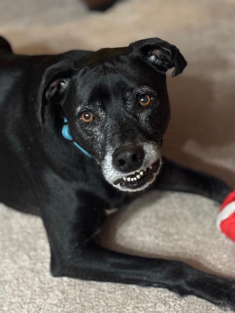 Enlarge Jack, a Adoptable mixed breed in Toledo, OH image 1/2