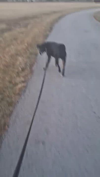 Enlarge Jack, an adoptable mixed breed in Toledo, OH video 5/5