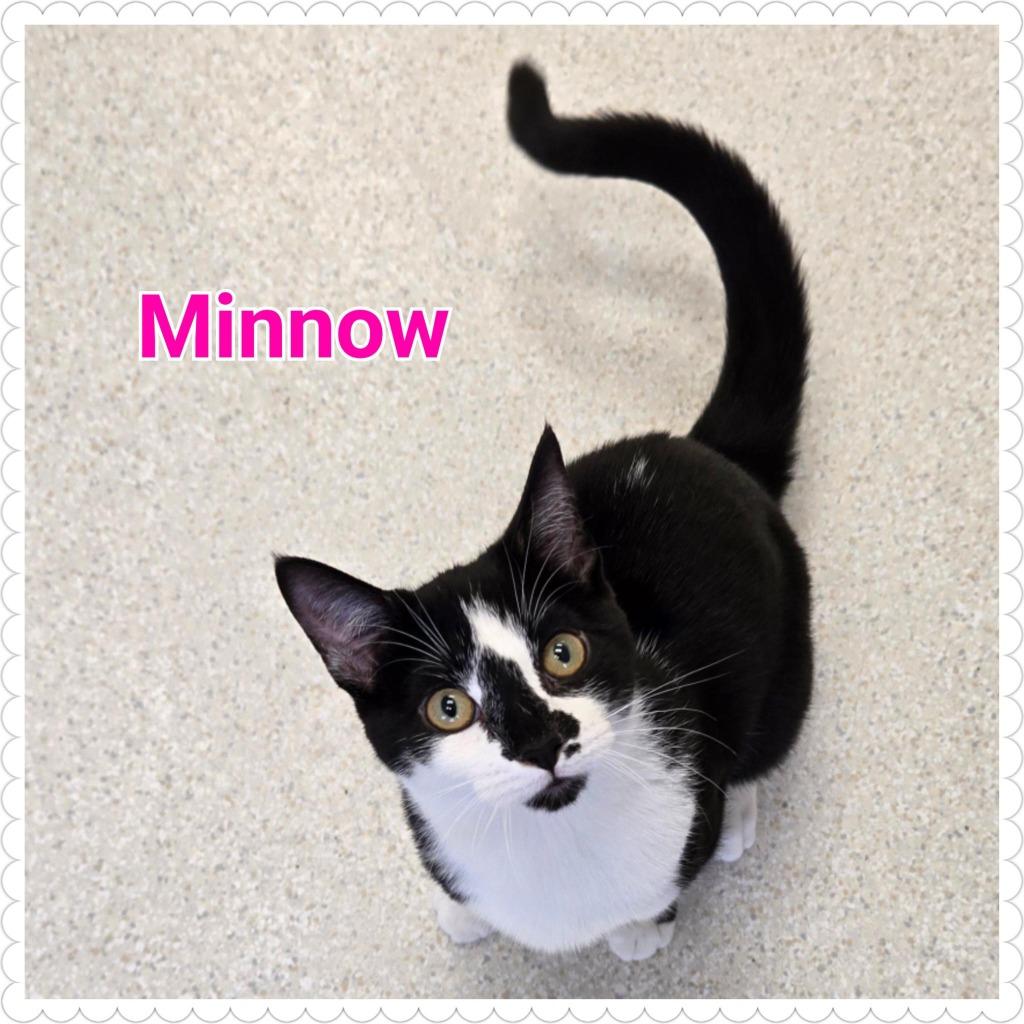 Minnow, a Adopted mixed breed in North Saint Paul, MN image 1/4