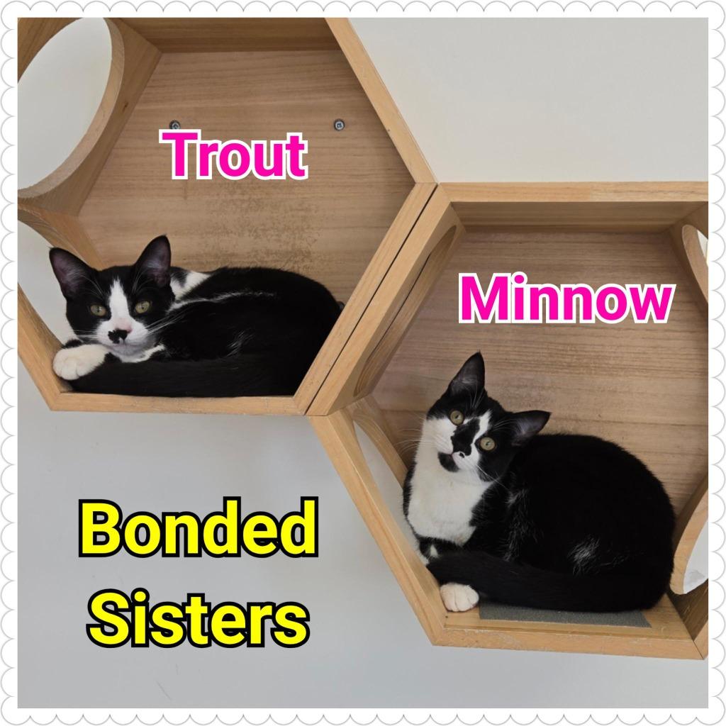 Minnow, a Adopted mixed breed in North Saint Paul, MN image 2/4