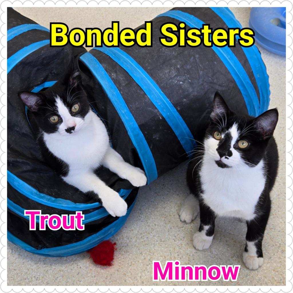 Minnow, a Adopted mixed breed in North Saint Paul, MN image 3/4