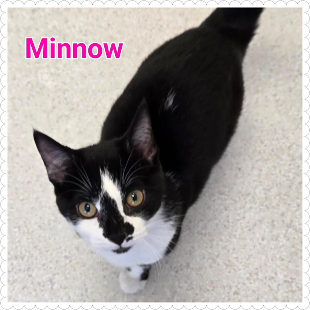 Minnow, a Adopted mixed breed in North Saint Paul, MN image 4/4