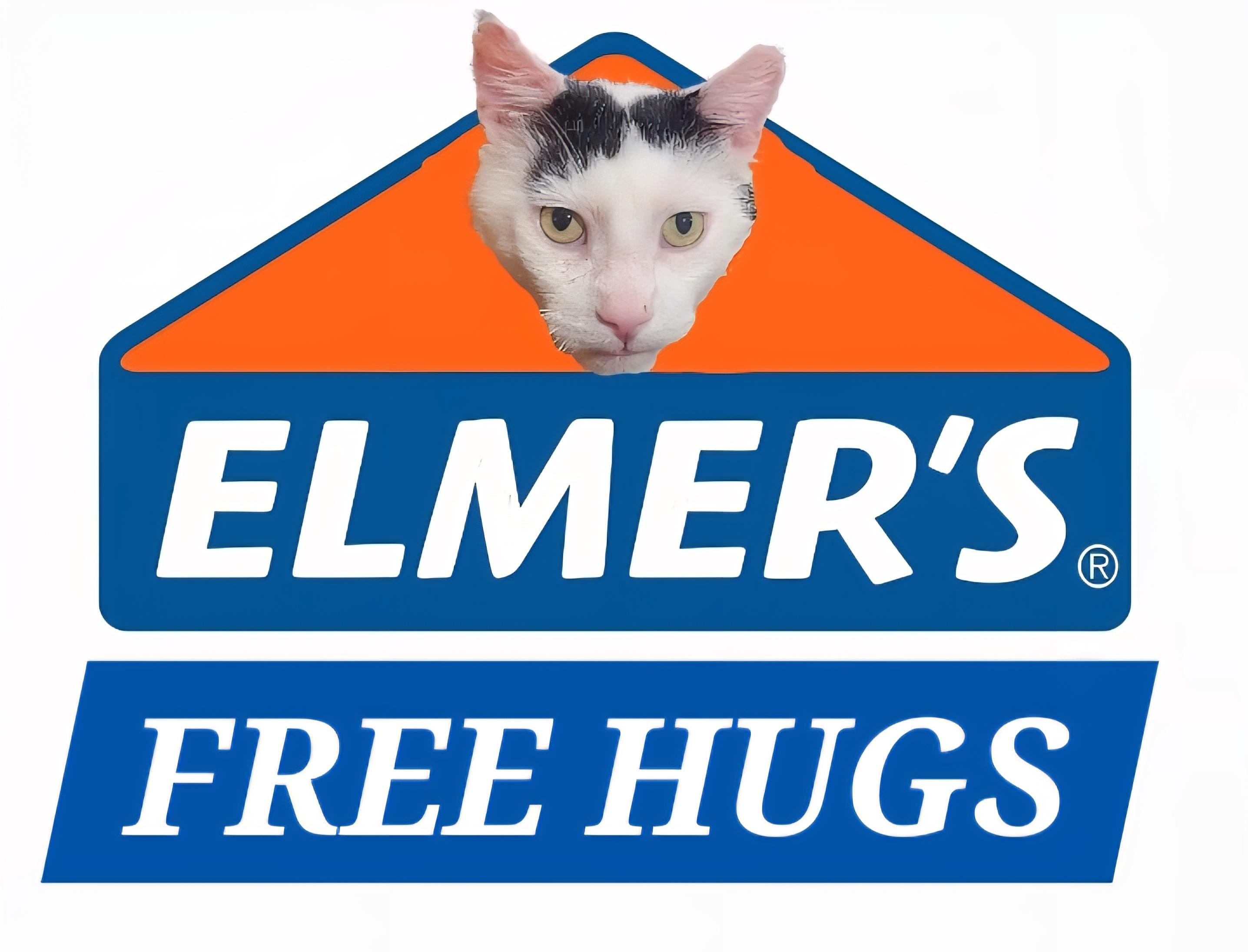 Elmer-LAP CAT! FIV+, a Adoptable mixed breed in Berlin, CT image 1/6