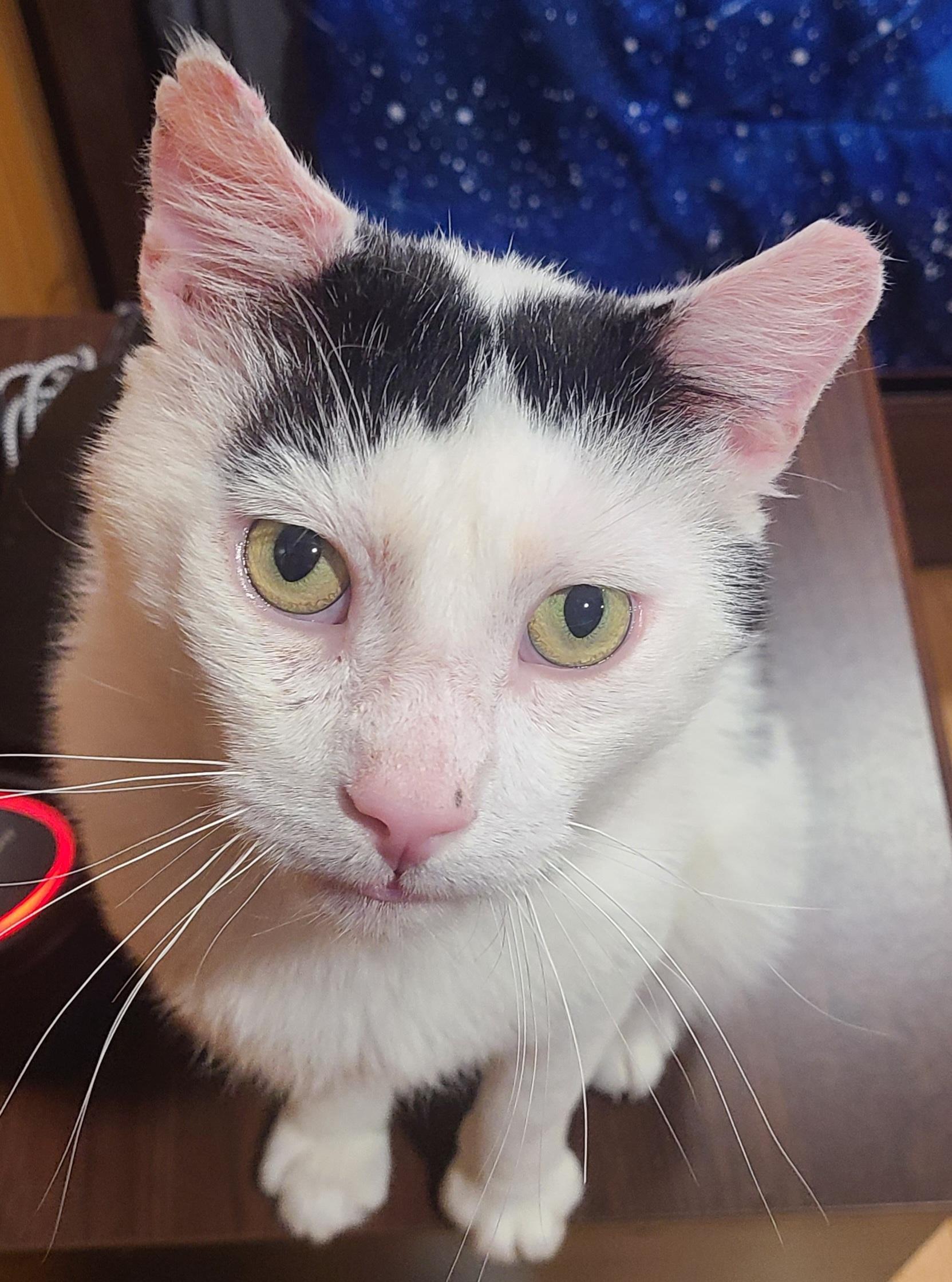 Elmer-LAP CAT! FIV+, a Adoptable mixed breed in Berlin, CT image 6/6