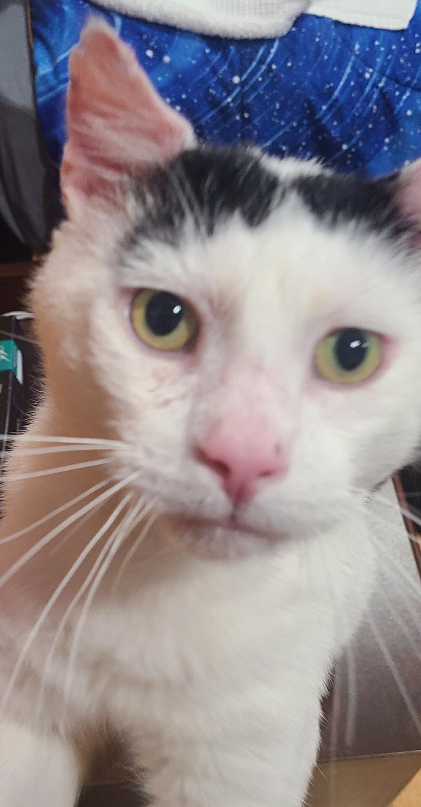 Elmer-LAP CAT! FIV+, a Adoptable mixed breed in Berlin, CT image 5/6