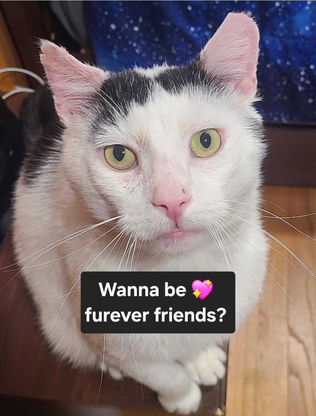 Elmer-LAP CAT! FIV+, a Adoptable mixed breed in Berlin, CT image 3/6