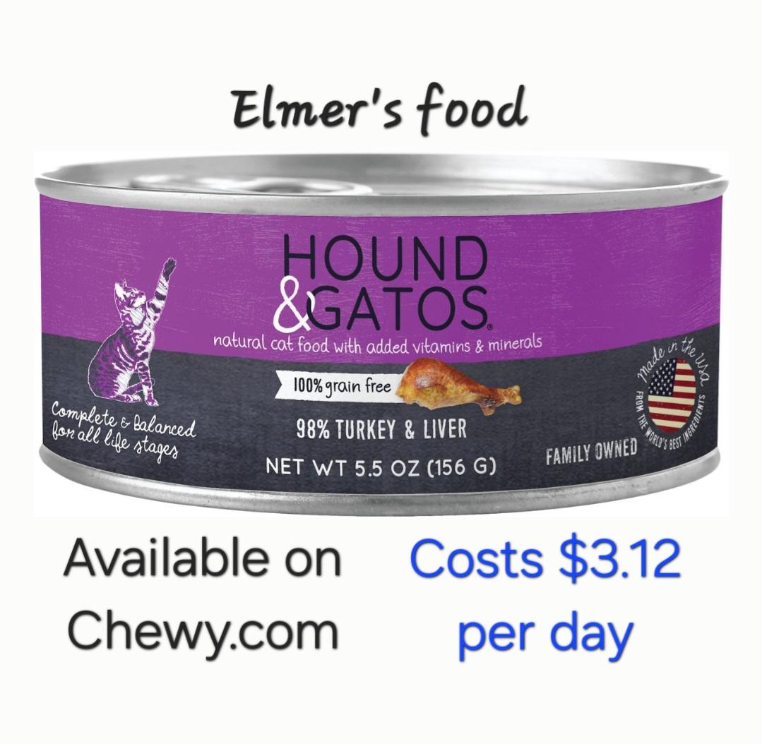 Elmer-LAP CAT! FIV+, a Adoptable mixed breed in Berlin, CT image 4/6