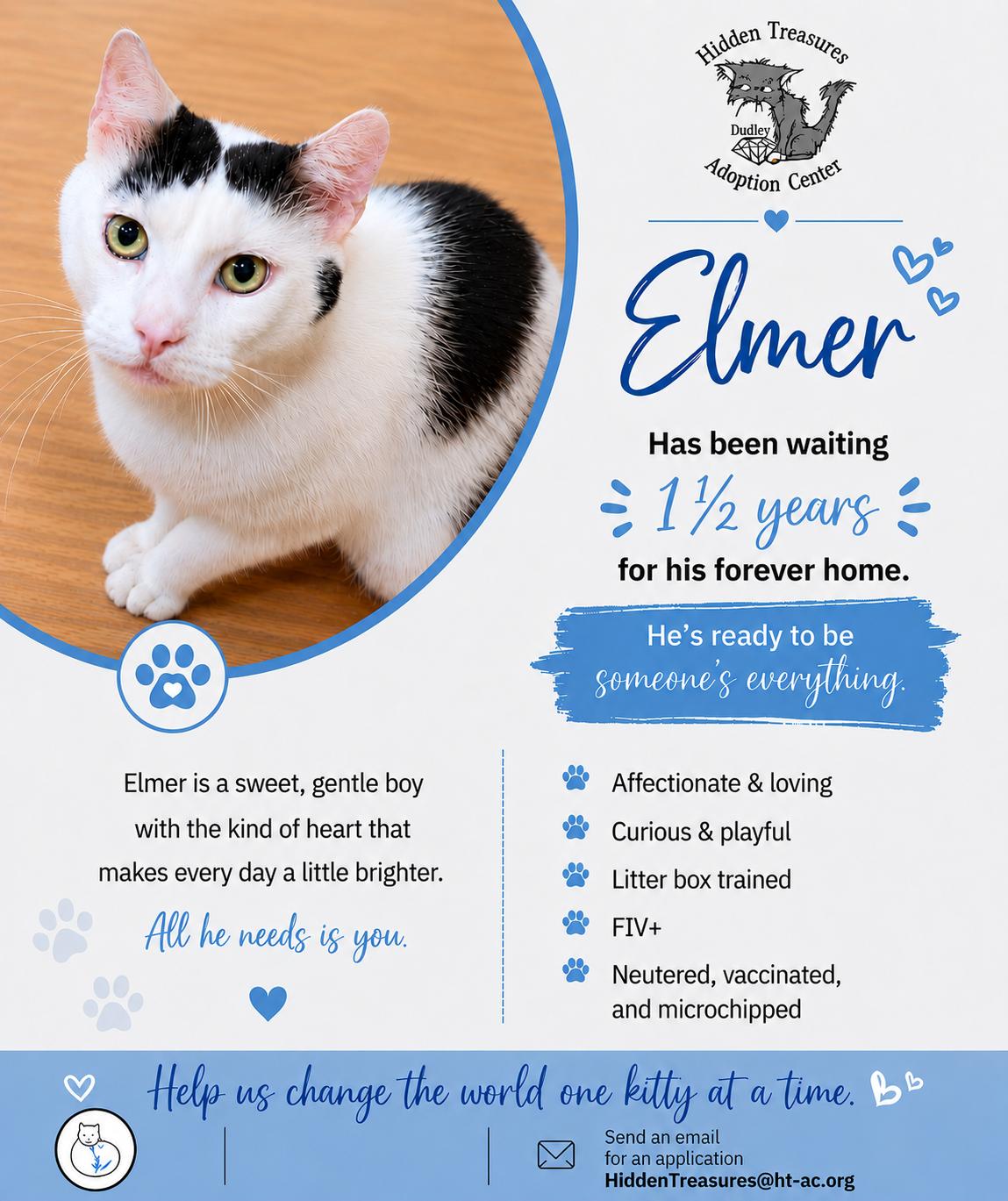 URGENT-Elmer, Adoptable, Young Male Turkish Van & Domestic Short Hair.