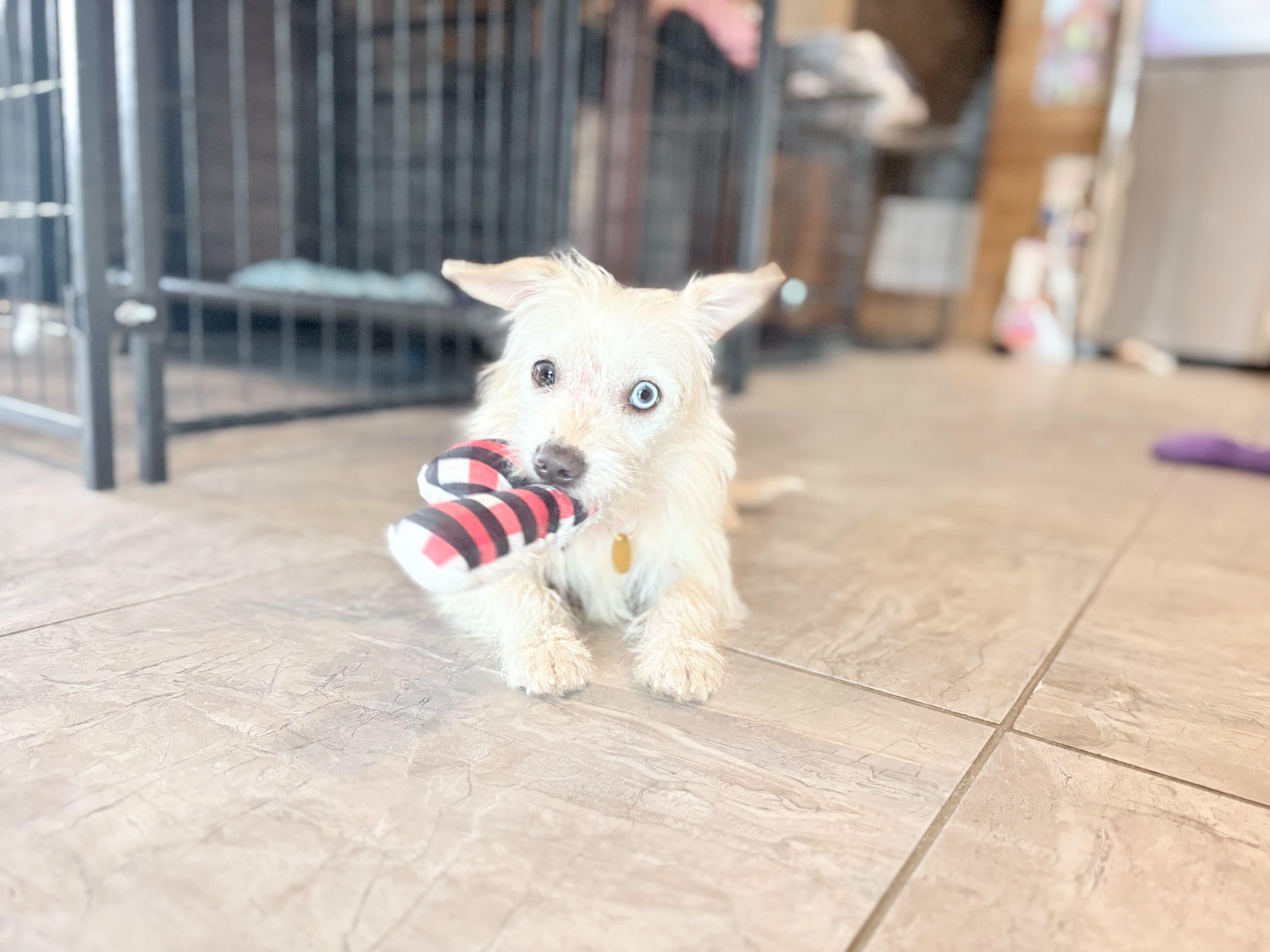 Enlarge Misty, an adopted mixed breed in Weare, NH image 1/6