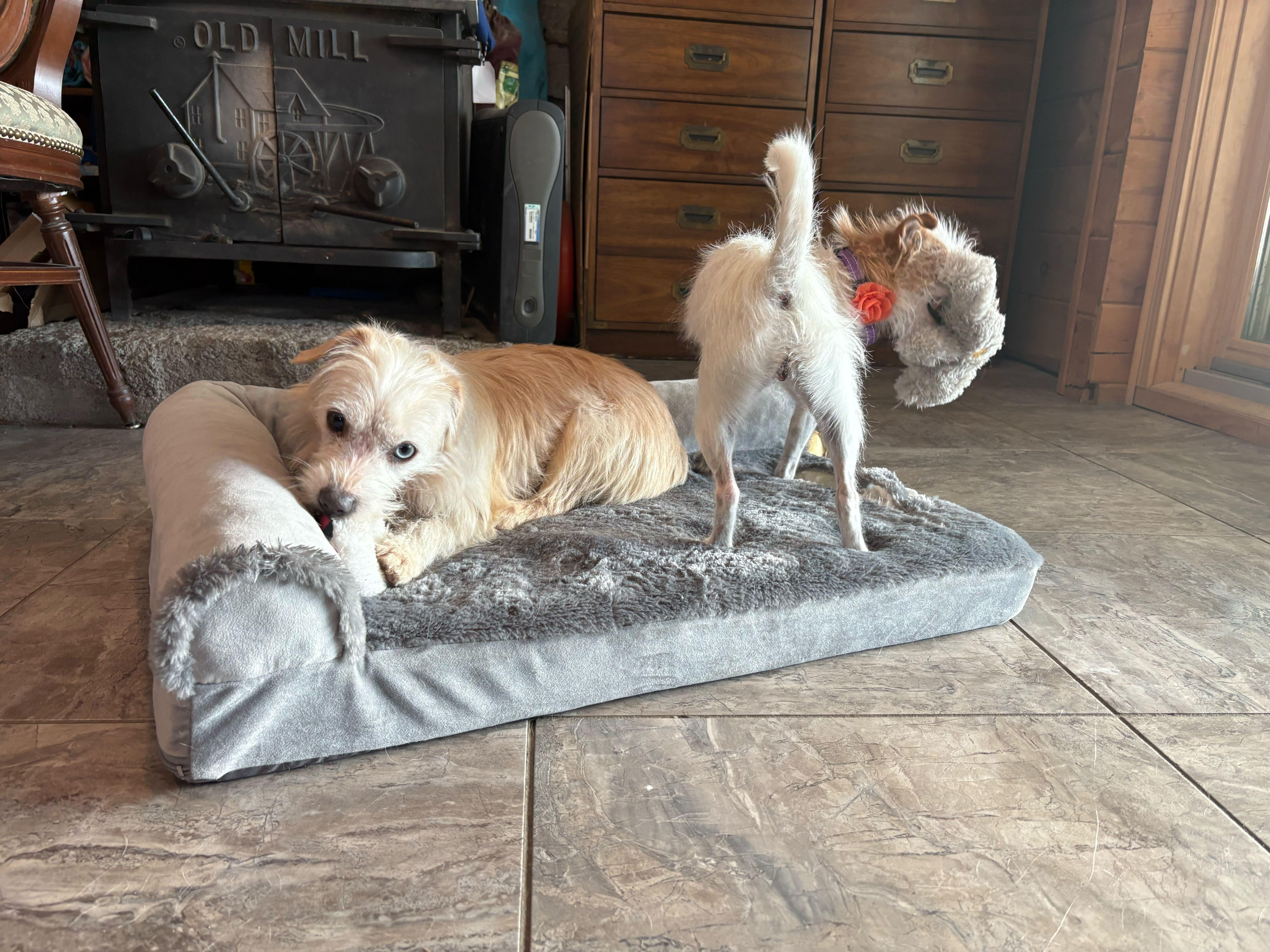 Enlarge Misty, an adopted mixed breed in Weare, NH image 2/6