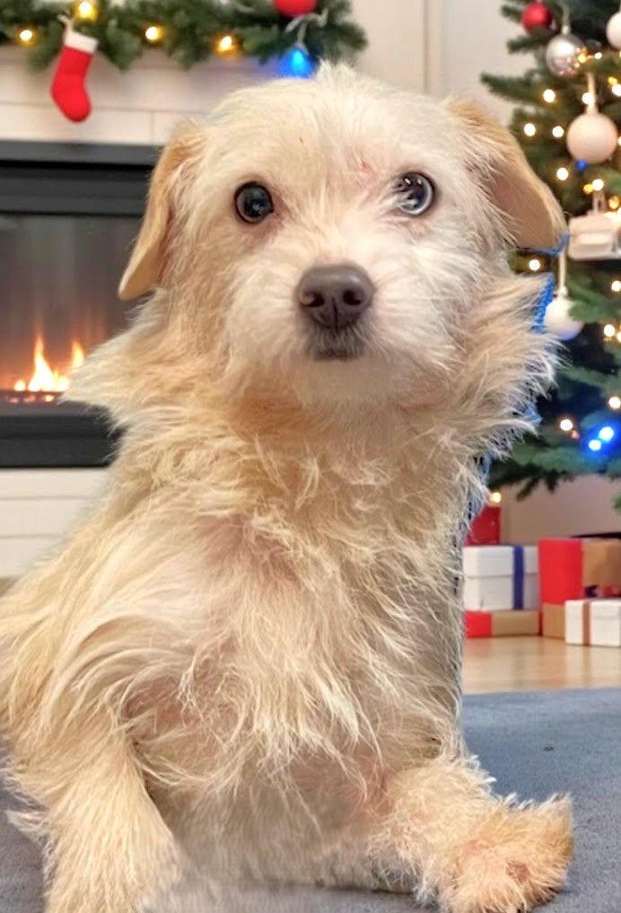 Enlarge Misty, a Adoptable mixed breed in Weare, NH image 1/1