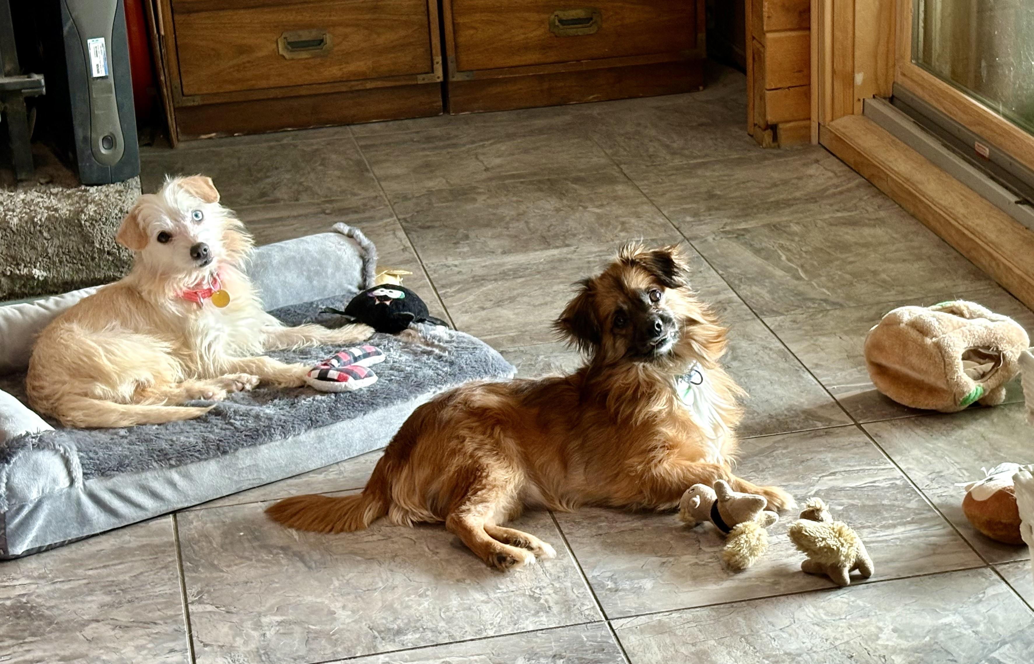 Enlarge Misty, an adopted mixed breed in Weare, NH image 6/6