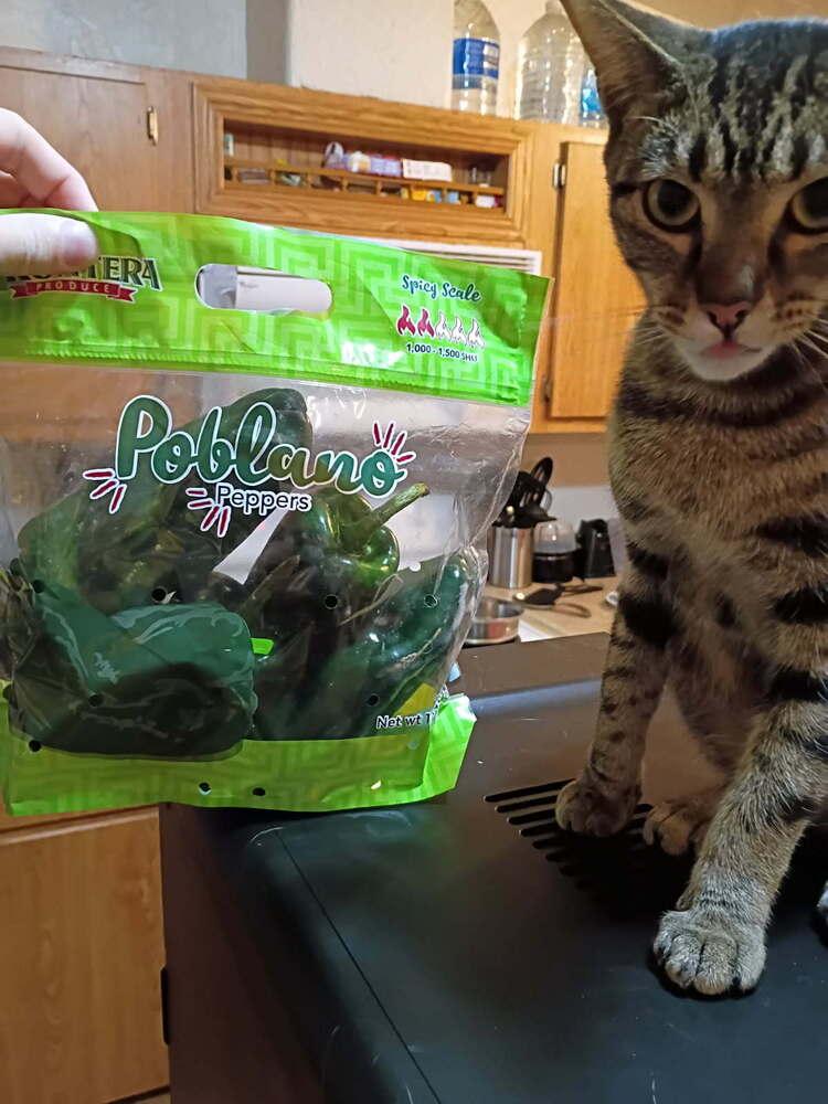 Poblano, Adoptable, Adult Female American Shorthair.