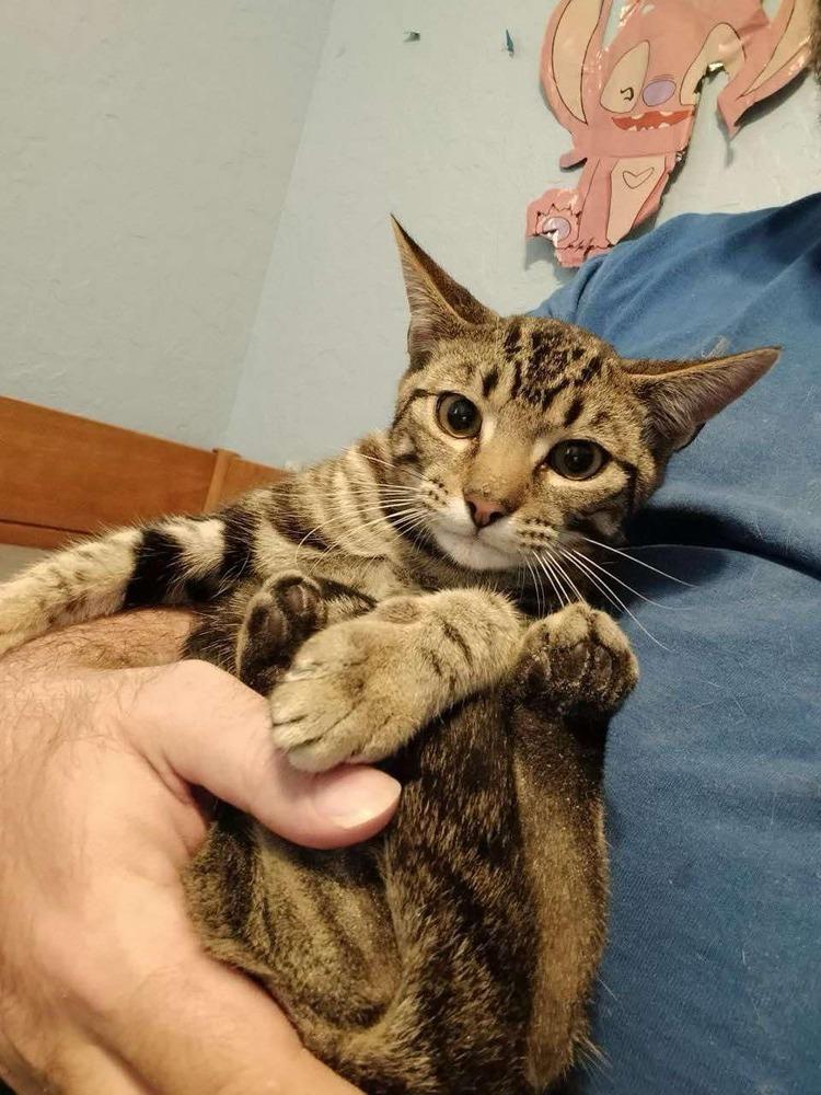 Enlarge Poblano, a Adoptable mixed breed in Lone Oak, TX image 3/3