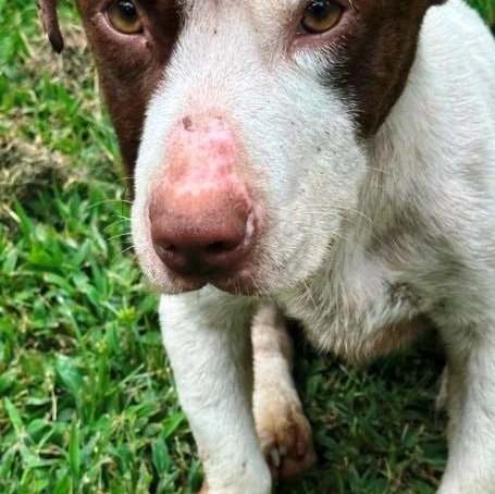 Noodle, Sweet Jack Russell/Bassett mix, Handsome, Affectionate, Playful