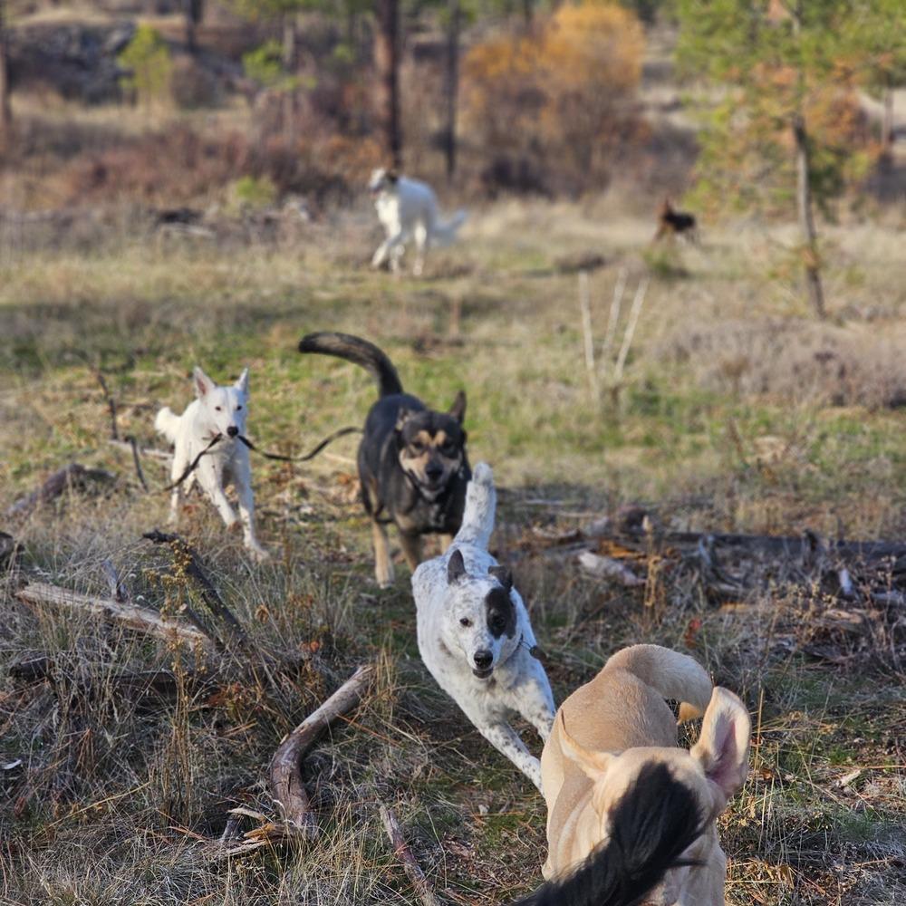 Enlarge Texas Tornado, a Adoptable Border Collie in Spokane , WA image 5/6