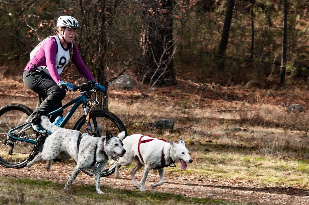 Enlarge Texas Tornado, a Adoptable Border Collie in Spokane , WA image 6/6