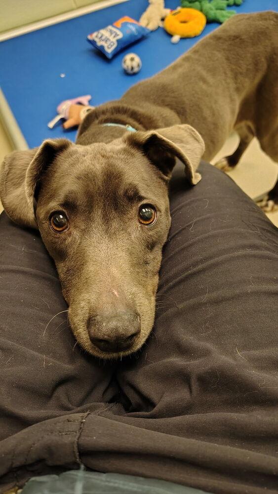 Enlarge Baily B., a Adoptable mixed breed in Kalamazoo, MI image 1/4