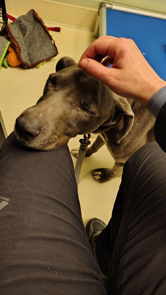 Enlarge Baily B., a Adoptable mixed breed in Kalamazoo, MI image 2/4