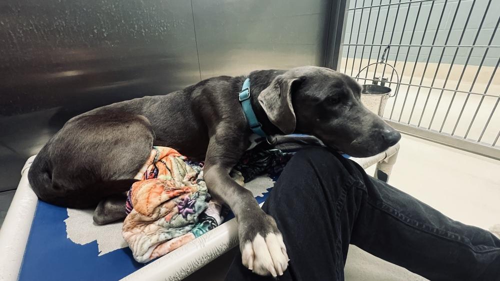 Baily B. thumbnail 3