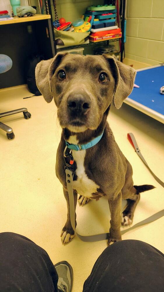 Enlarge Baily B., a Adoptable mixed breed in Kalamazoo, MI image 3/4