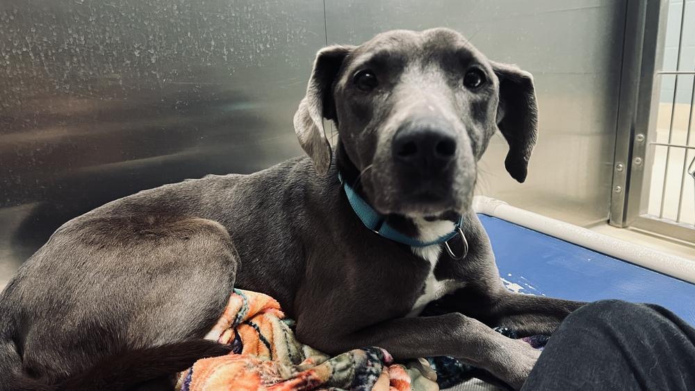 Baily B. thumbnail 5