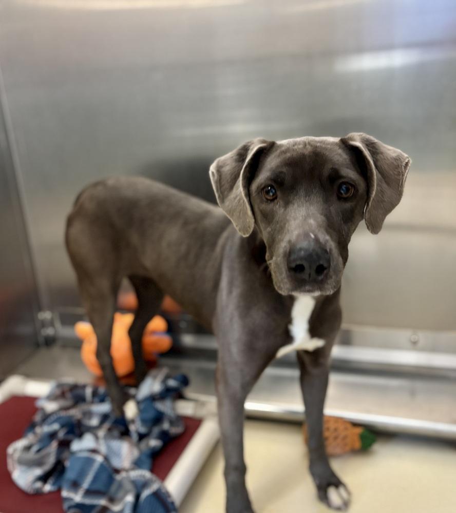 Enlarge Baily B., a Adoptable mixed breed in Kalamazoo, MI image 4/4