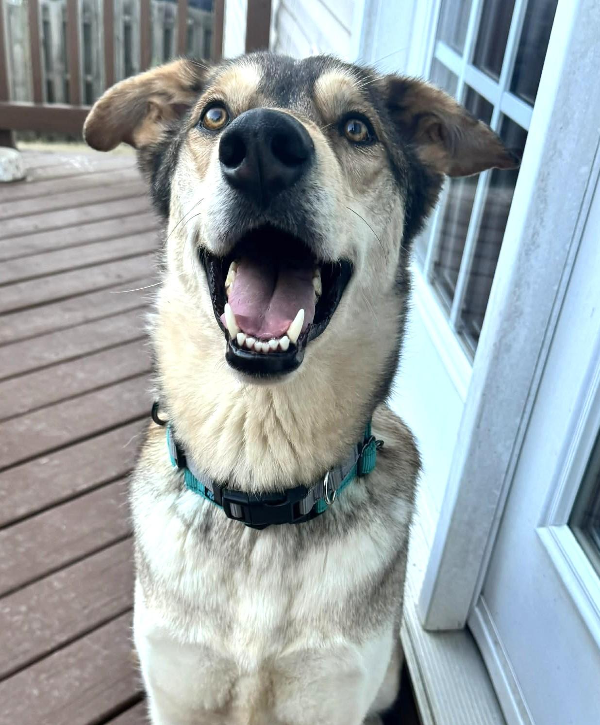 Shiloh-Available! www.lhar.dog to apply! , ADOPTABLE, Adult Male Shepherd & Irish Wolfhound.