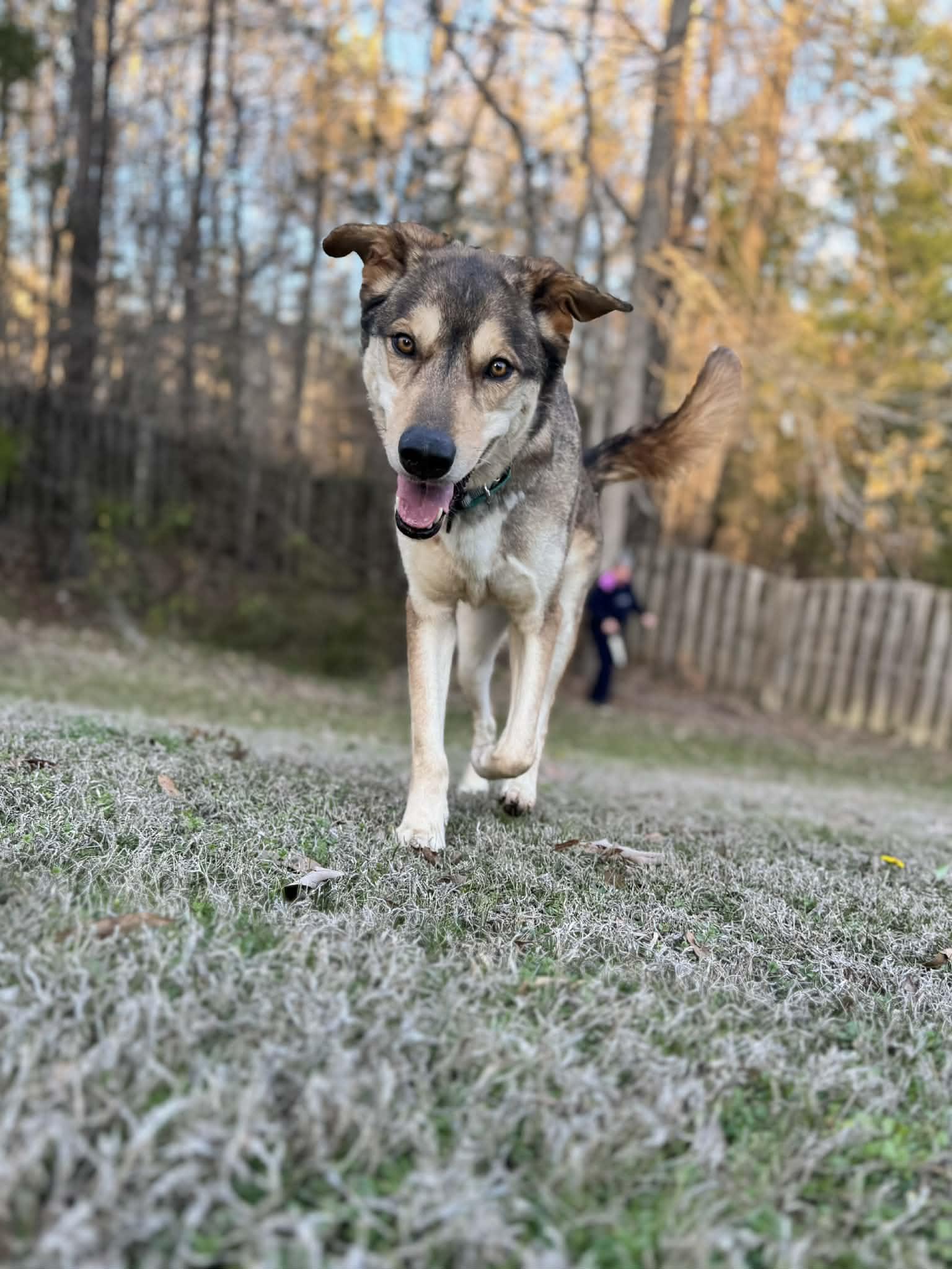 Shiloh-Available! www.lhar.dog to apply! , a ADOPTABLE mixed breed in Frederick, MD image 2/6