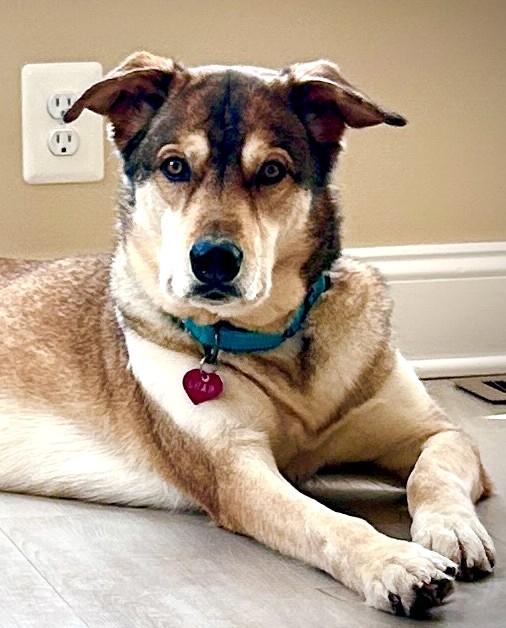 Enlarge Shiloh-Available! www.lhar.dog to apply! , a ADOPTABLE mixed breed in Frederick, MD image 4/6