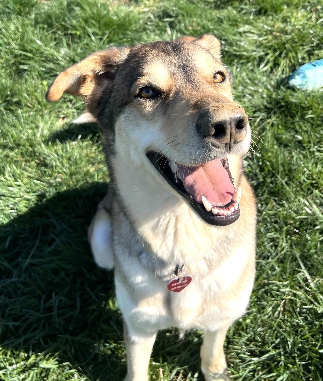 Enlarge Shiloh-Available! www.lhar.dog to apply! , a ADOPTABLE mixed breed in Frederick, MD image 5/6
