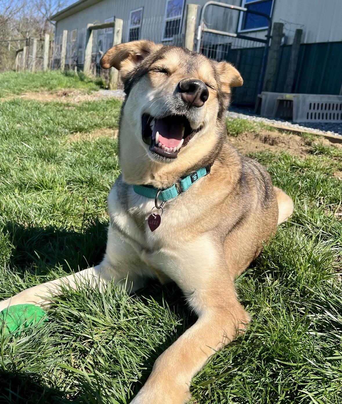 Enlarge Shiloh-Available! www.lhar.dog to apply! , a ADOPTABLE mixed breed in Frederick, MD image 2/6