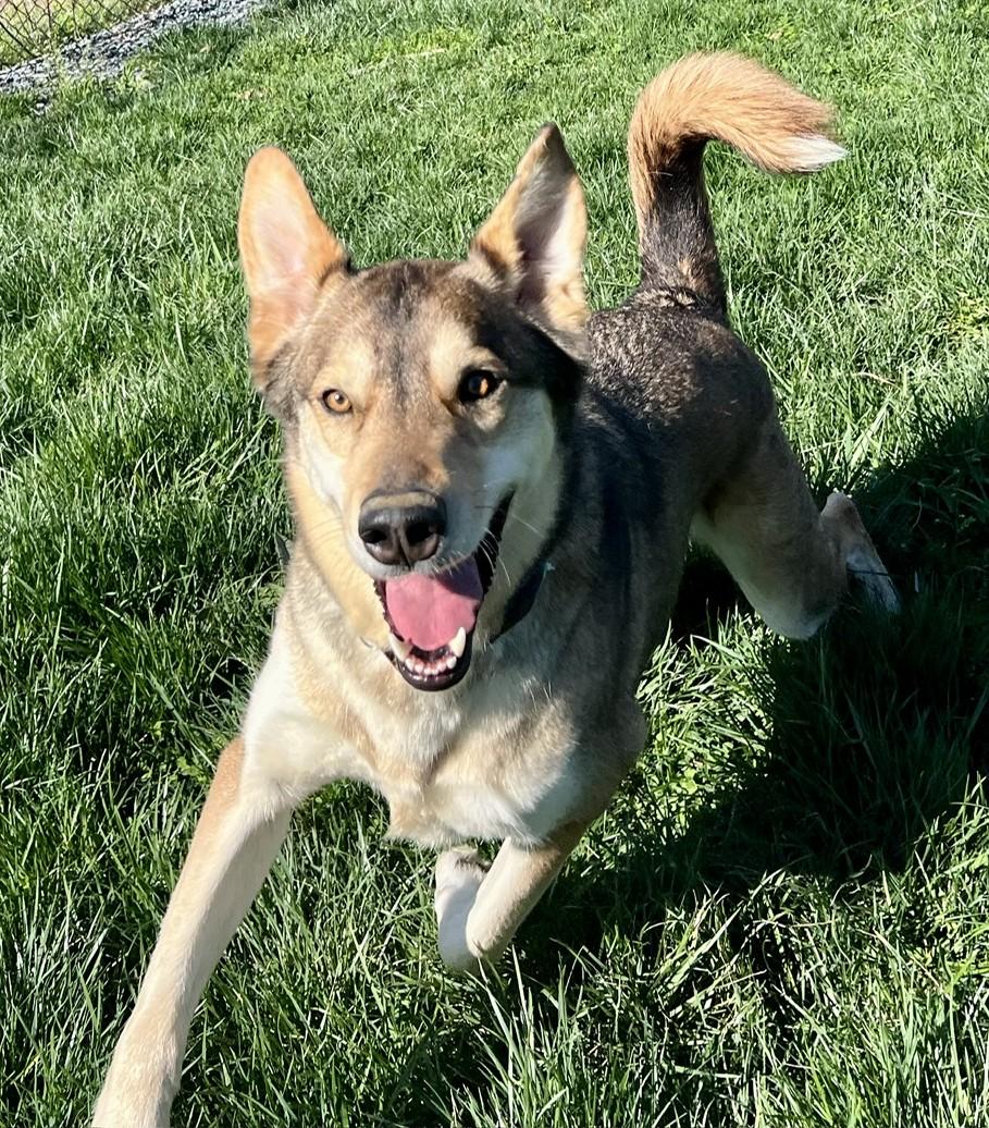 Enlarge Shiloh-Available! www.lhar.dog to apply! , a ADOPTABLE mixed breed in Frederick, MD image 6/6