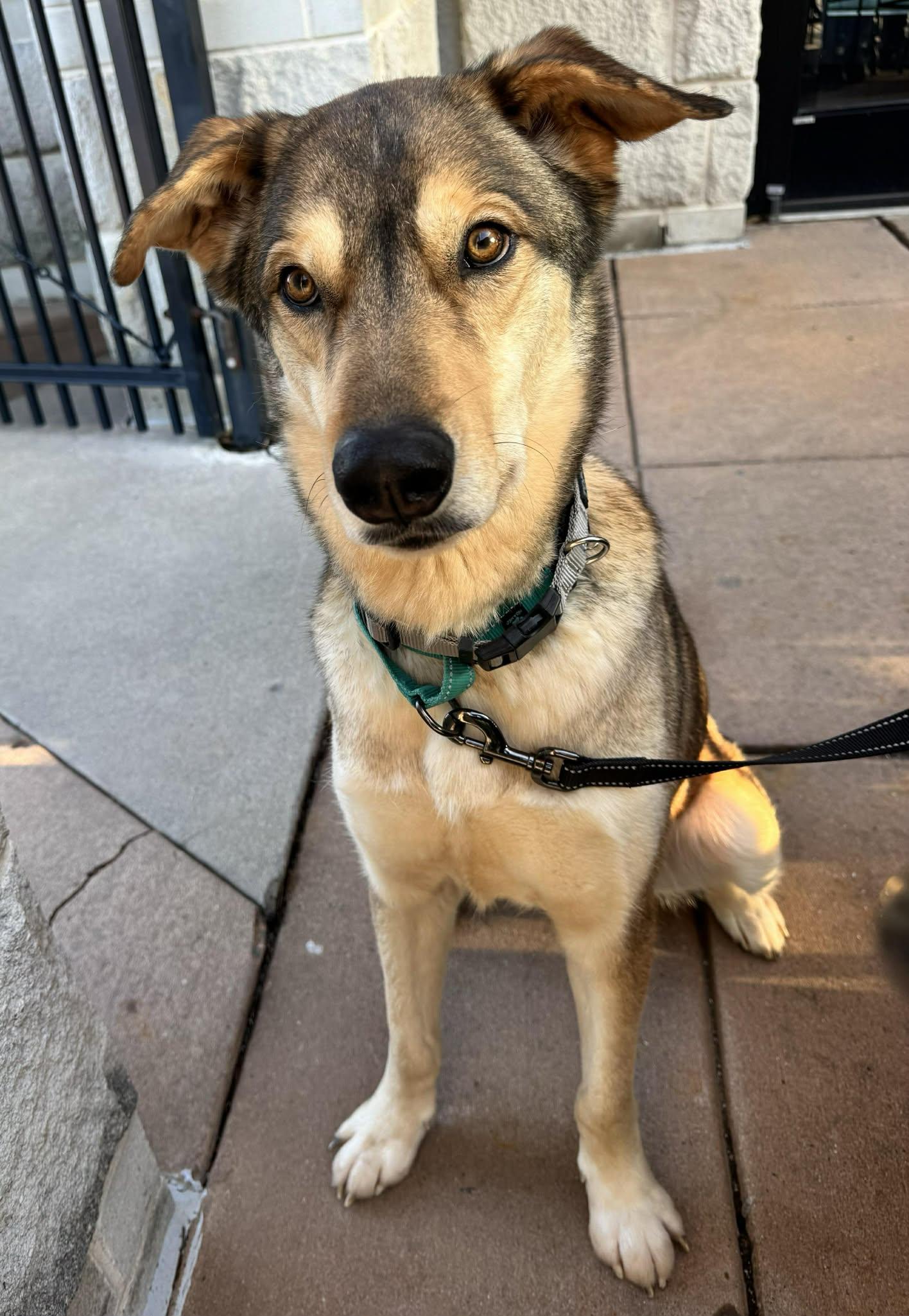 Shiloh-Available! www.lhar.dog to apply! , a ADOPTABLE mixed breed in Frederick, MD image 4/6