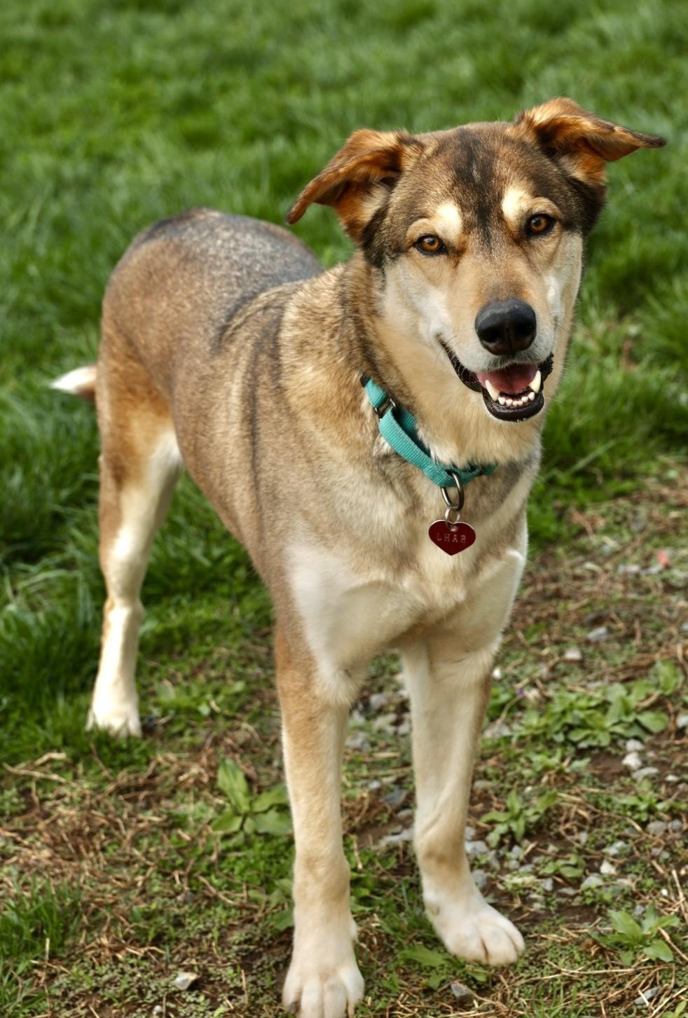 Enlarge Shiloh-Available! www.lhar.dog to apply! , a ADOPTABLE mixed breed in Frederick, MD image 3/6